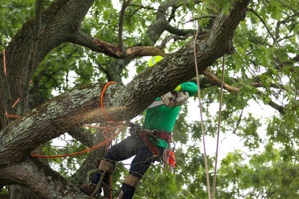 Best Arborist Consultation Services  in Kadelphia, AR