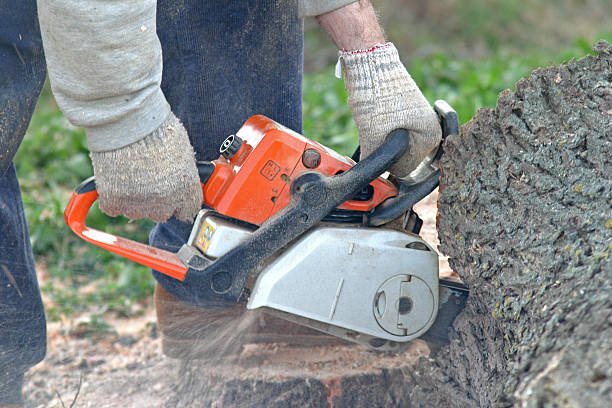 How Our Tree Care Process Works  in  Arkadelphia, AR