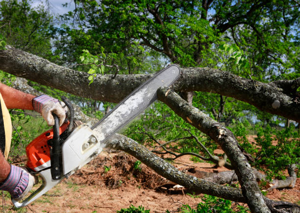 Best Tree Removal  in Kadelphia, AR